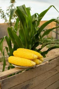 Young corn grows on a bed in the summer Stock Photos