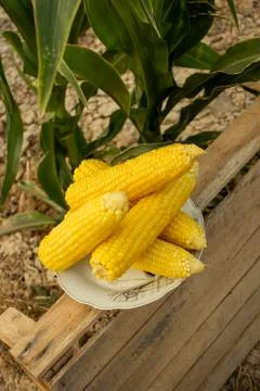 Young corn grows on a bed in the summer Stock Photos