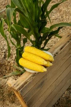 Young corn grows on a bed in the summer Foto stock