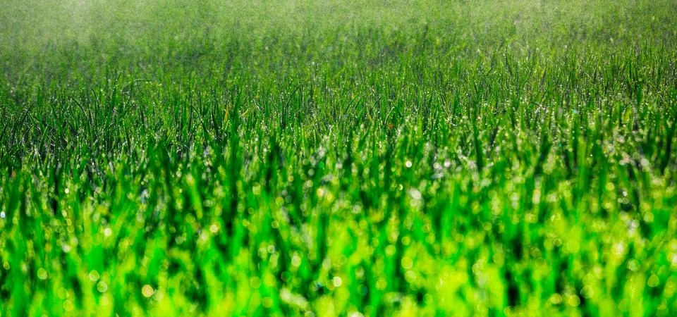 Young corn grows in a field that has just been watered Stock Photos