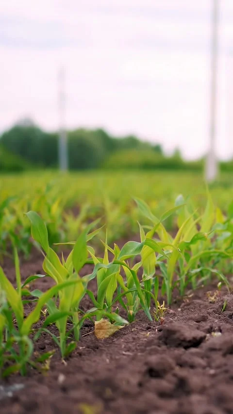 Young corn grows on field. rows of young green corn sprouts stick out from Vídeos de archivo 319481561