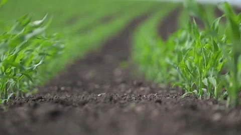 Young corn leaves shimmer in wind, lush green in slow motion. Stock Footage 315715102