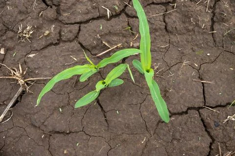 Young corn (maize) seedlings growing in soil with soft natural background Stock Photos