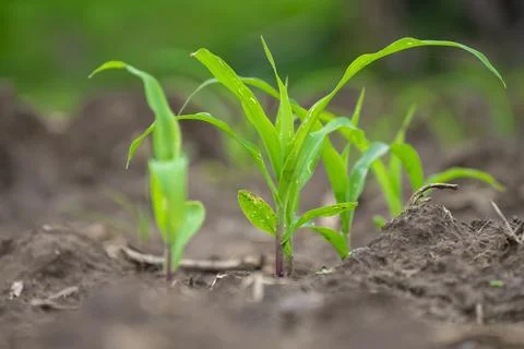 Young corn (maize) seedlings growing in soil with soft natural background Stock Photos