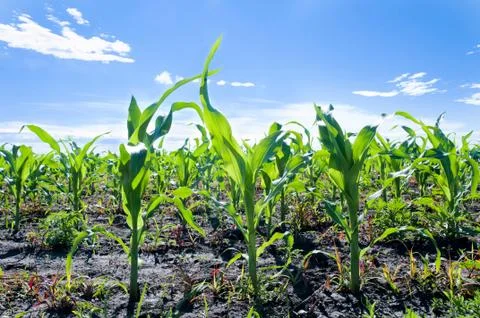 Young corn Stock Photos