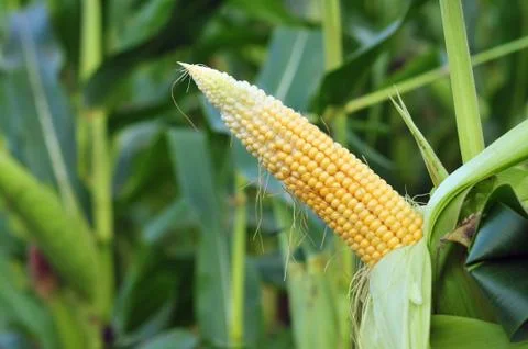 Young corn Stock Photos