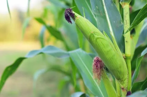 Young corn Stock Photos