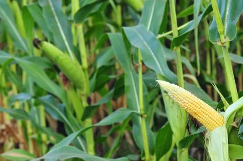 Young corn Stock Photos