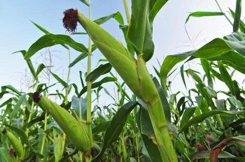 Young corn Stock Photos