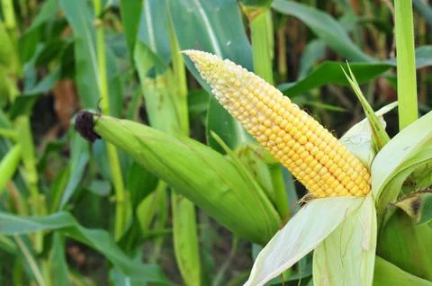 Young corn Stock Photos