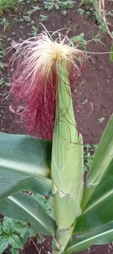 Young corn Stock Photos