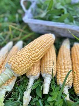 Young corn Stock Photos