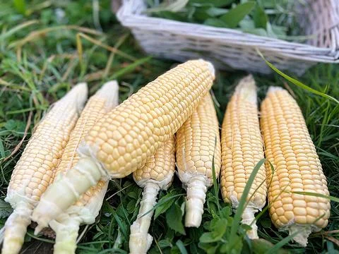 Young corn Foto stock