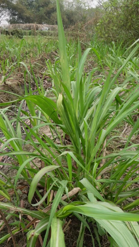 Young Corn Plant Vidéo 333917936