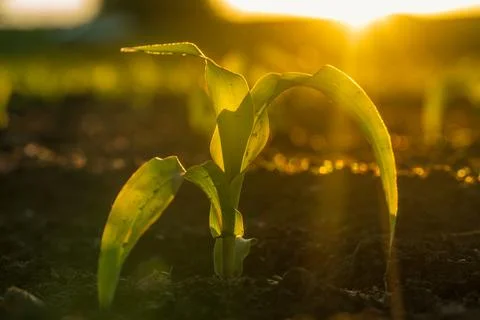 Young Corn Plant Grows in Soil During Sunset in a Field, With Sunlight Shin.. Stock Photos