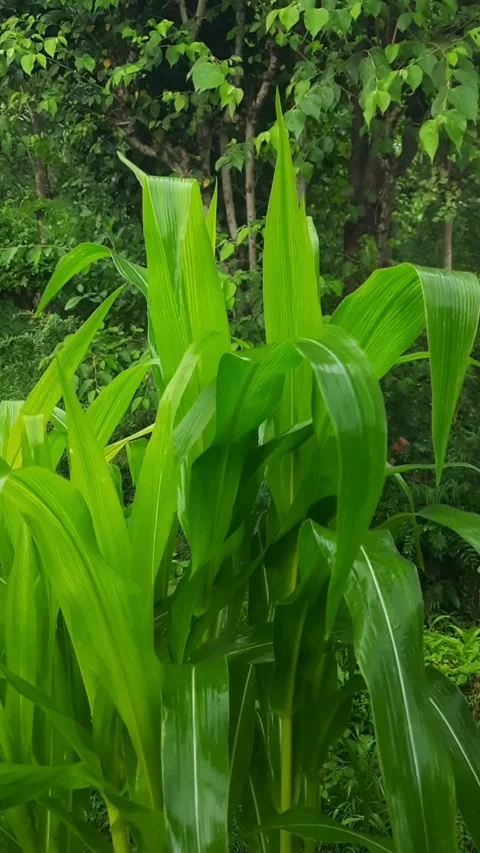 Young Corn Plant Leaves Growing in Village Farm Stock Footage 342702071