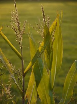 Young corn plant Stock Photos