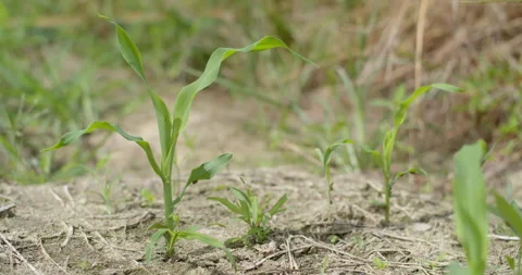 Young corn plants approximately two weeks after planting, showing early growth. Stock Footage 323315345