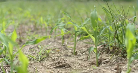 Young corn plants approximately two weeks after planting, showing early growth. Stock Footage 323315387