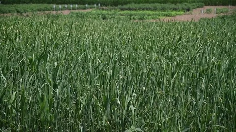 Young corn plants are swaying in the wind in the field on a sunny summer day Vídeos de archivo 157232003