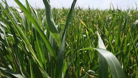 Young corn plants are swaying in the wind in the field on a sunny summer day Stockbeeldmateriaal 157232029