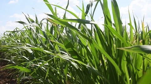 Young corn plants are swaying in the wind in the field on a sunny summer day Vídeos de archivo 157232157
