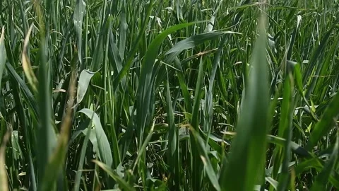 Young corn plants are swaying in the wind in the field on a sunny summer day Stock Footage 160757458