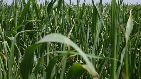 Young corn plants are swaying in the wind in the field on a sunny summer day Stock Footage 195972909