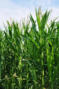 Young corn plants. Background, texture, summer. Stock Photos
