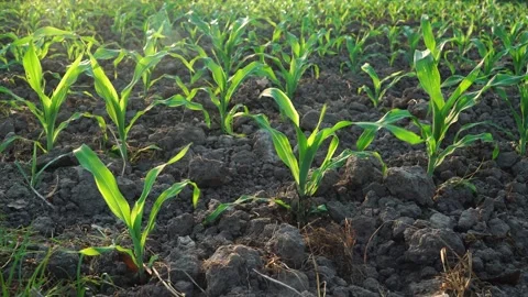 Young corn plants in corn field Stock Footage 292459662