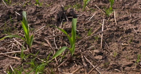 Young corn plants in a farm field in early summer Stock Footage 132390771
