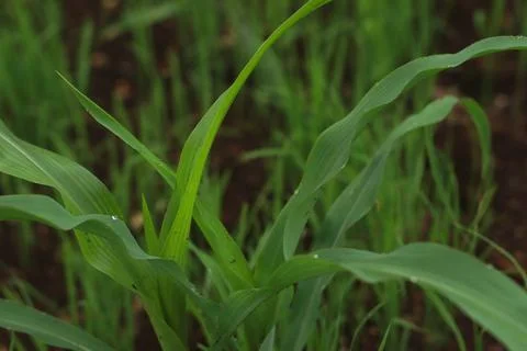 Young Corn Plants in a Field Stock Photos