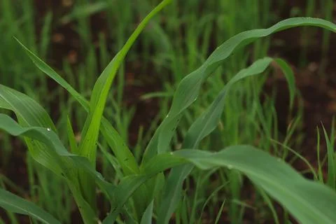 Young Corn Plants in a Field Stock Photos