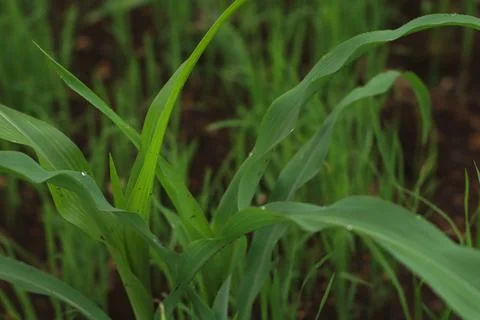 Young Corn Plants in a Field Stock Photos