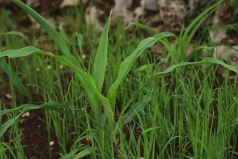 Young Corn Plants in a Field Stock Photos
