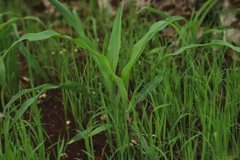 Young Corn Plants in a Field Stock Photos