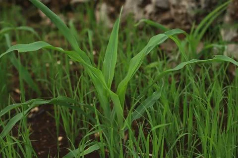 Young Corn Plants in a Field Stock Photos