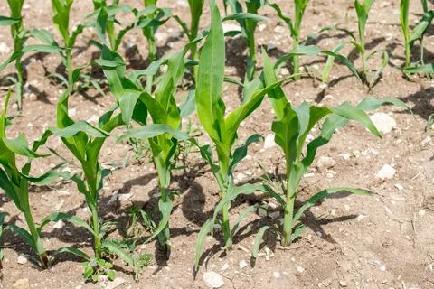 Young Corn Plants in a Field Stock Photos