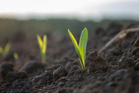 Young corn plants in the field. Selective focus. Stock Photos