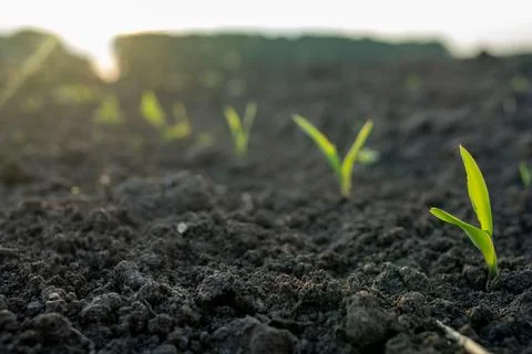 Young corn plants in the field. Selective focus. Stock Photos