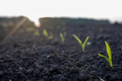 Young corn plants in the field. Selective focus. Stock Photos