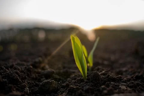 Young corn plants in the field. Selective focus. Stock Photos
