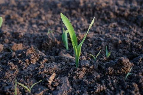 Young corn plants in the field. Selective focus Stock Photos