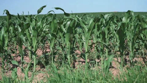 Young corn plants in a field in spring sunshine Stock Footage 141467386