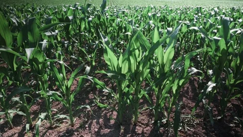 Young corn plants in a field in spring sunshine Stock Footage 141467388