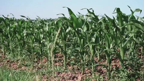 Young corn plants in a field in spring sunshine Stock Footage 141467445