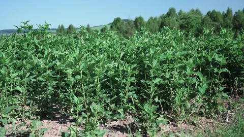 Young corn plants in a field in sunshine Stock Footage 141885913