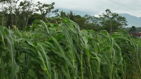 Young corn plants in the fields Stock Footage 228661917