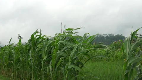 Young corn plants in the fields Stock Footage 228661918