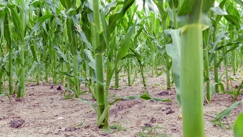 Young corn plants Stock Footage 91221336
